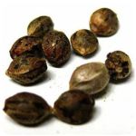 Семена марихуаны АК-47  (Seeds AK-47) в Кирсе